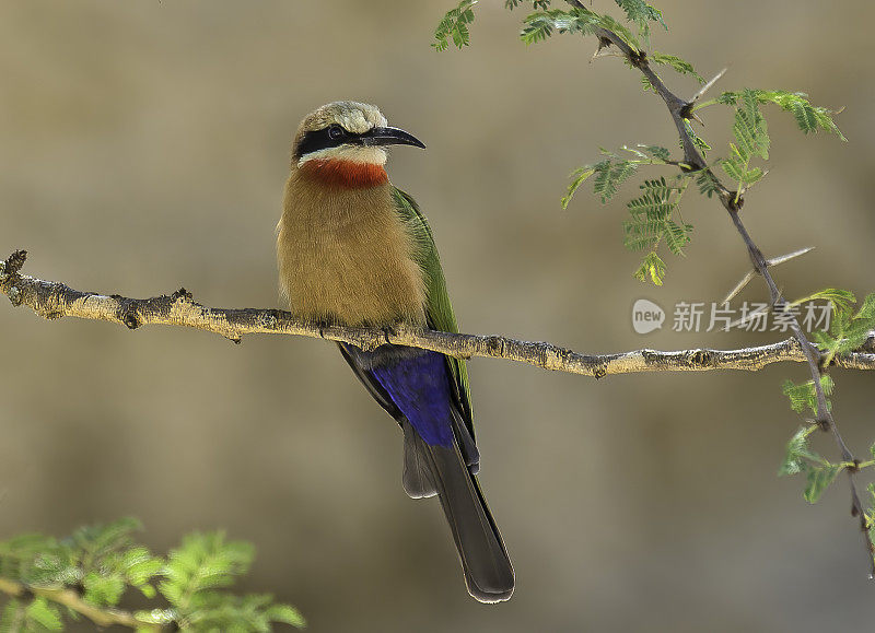 白额食蜂鸟(Merops bullockoides)是广泛分布于亚赤道非洲的一种食蜂鸟。纳库鲁湖国家公园，肯尼亚